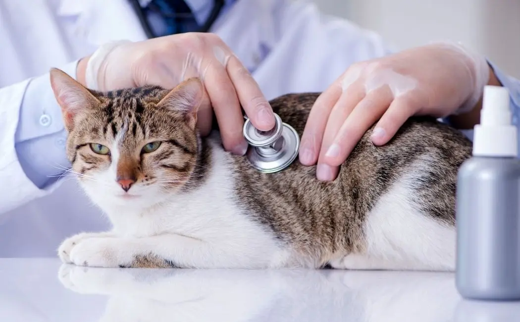 Choroby kotów – czyli kiedy z kotem iść do weterynarza?