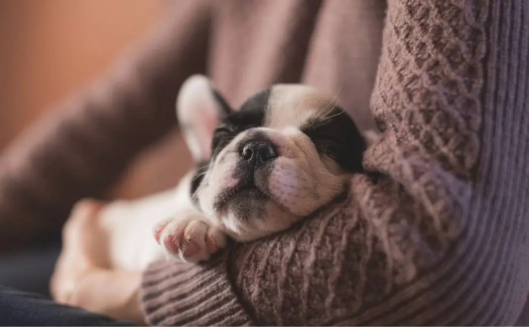 Ile razy dziennie należy podawać psu jedzenie