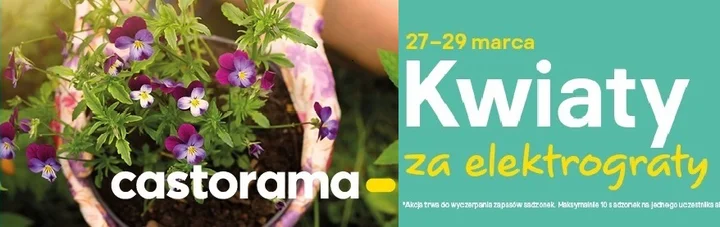Grafika promocyjna wydarzenia Kwiaty za elektrograty w Castoramie Rzeszów — sadzonki bratków za elektroodpady
