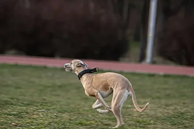 Grafika promocyjna wydarzenia Gonienie zajączka Coursing Rzeszów na Bulwarach – sportowa zabawa dla psów i ich opiekunów