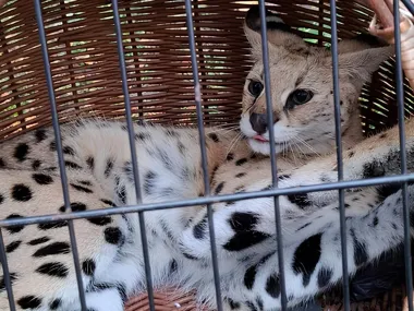 Serwal leży w wiklinowym koszu za metalowymi prętami klatki, z językiem wystającym nieco spomiędzy warg.