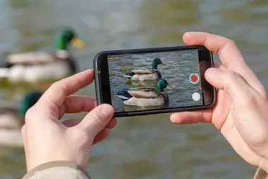 Dłonie osoby trzymającej smartfon, którym nagrywa pływające na wodzie kaczki krzyżówki.