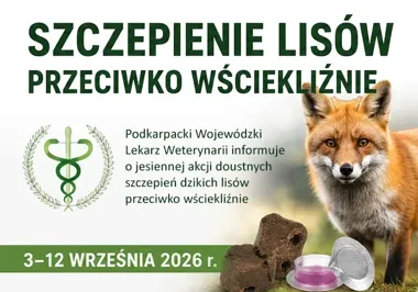 Szczepionki dla lisów na Podkarpaciu. Tych przynęt nie wolno dotykać